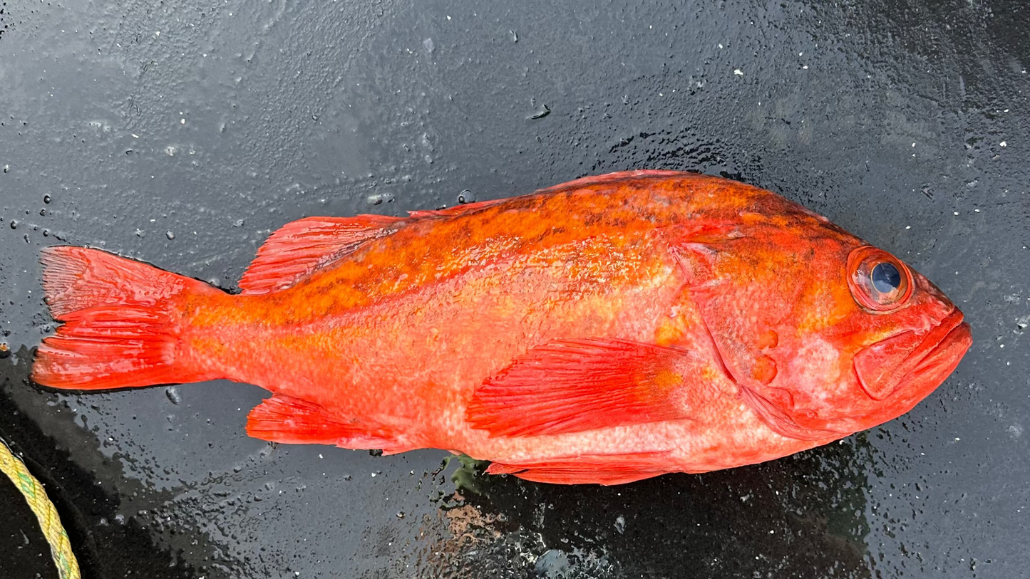 Vermillion Rockfish (Red Rockfish)