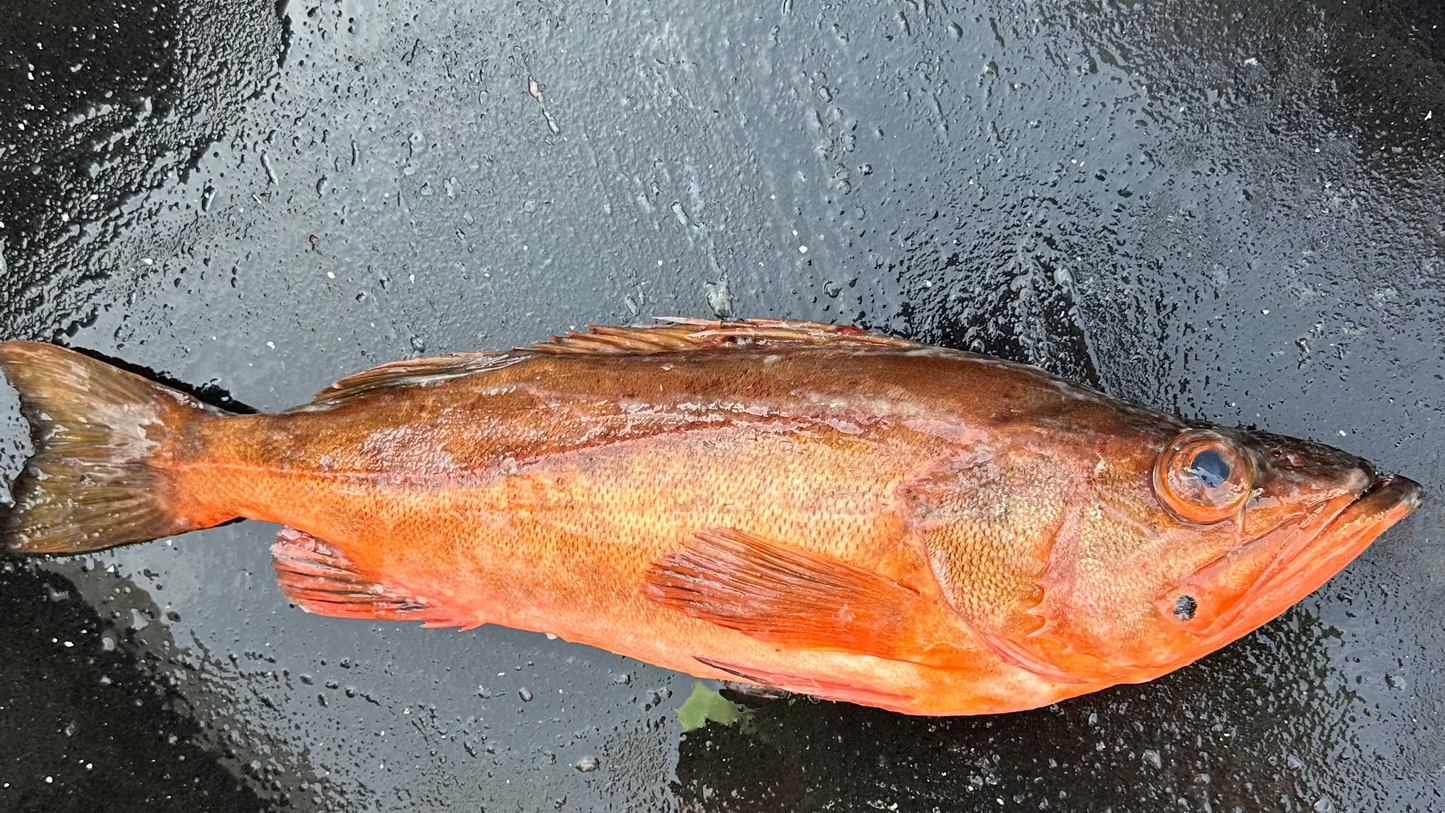 Bocaccio Rockfish