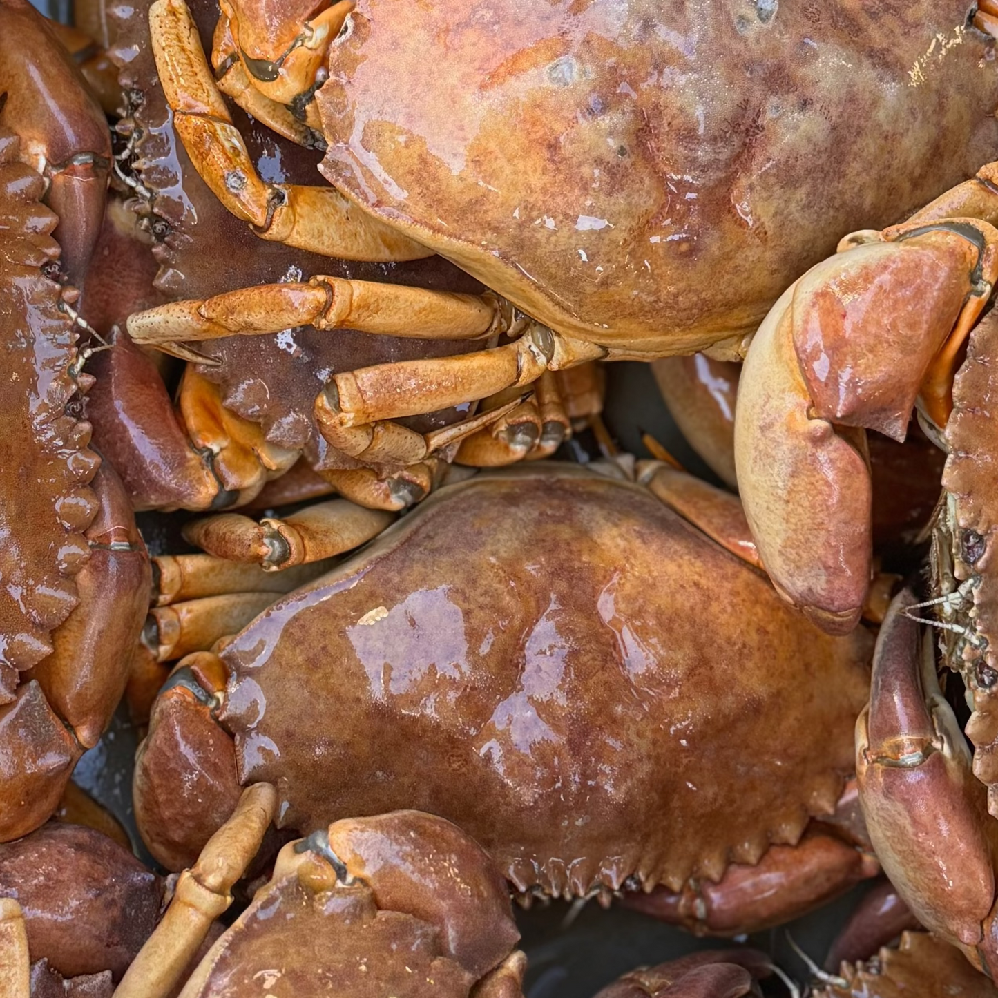 Rock Crab (Per Crab)