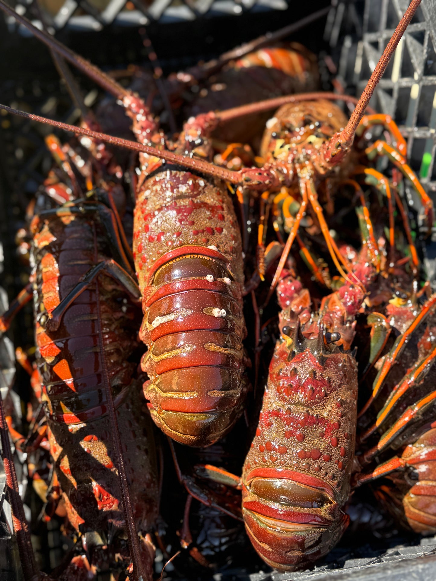 California Spiny Lobster