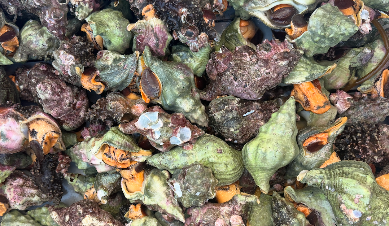 Kellets Whelks - Out of Season