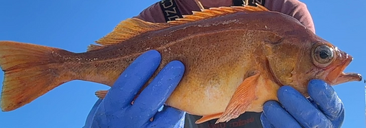 Widow Rockfish