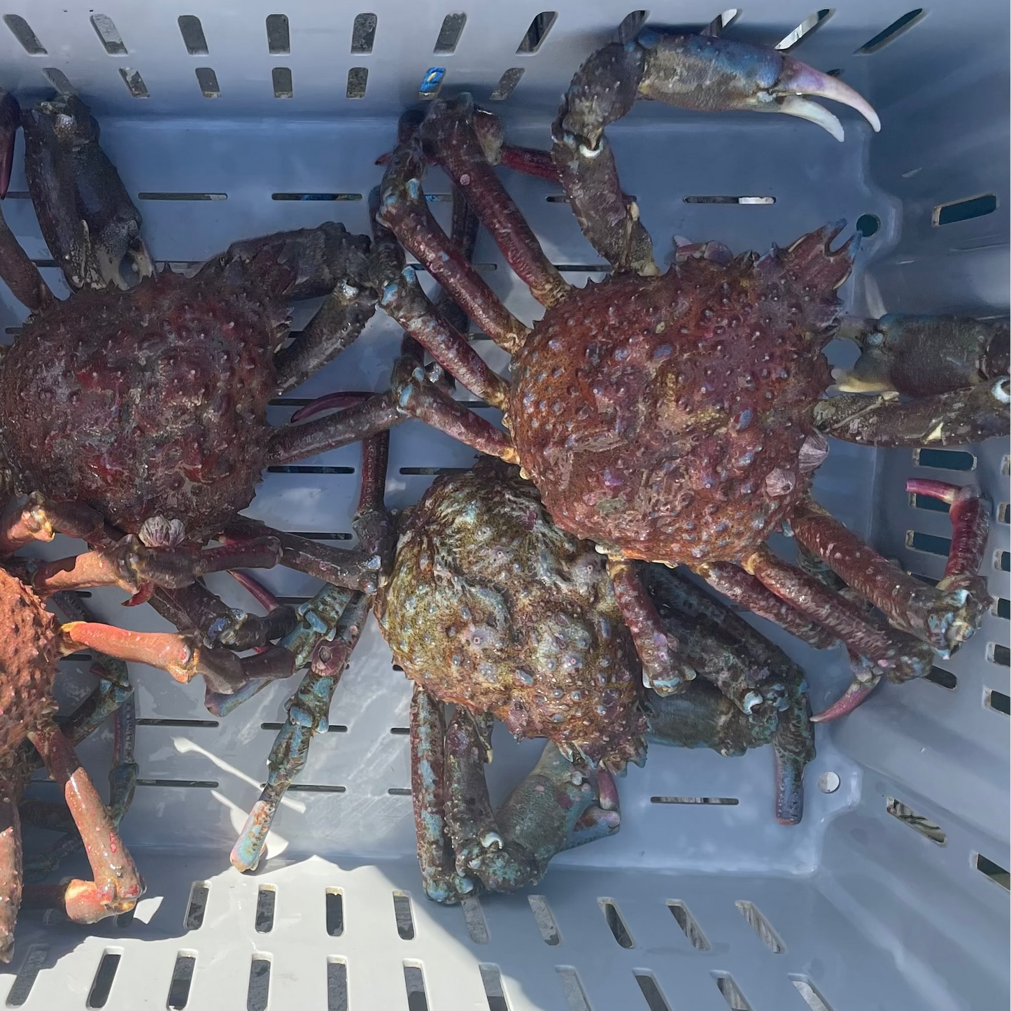 Spider Crab