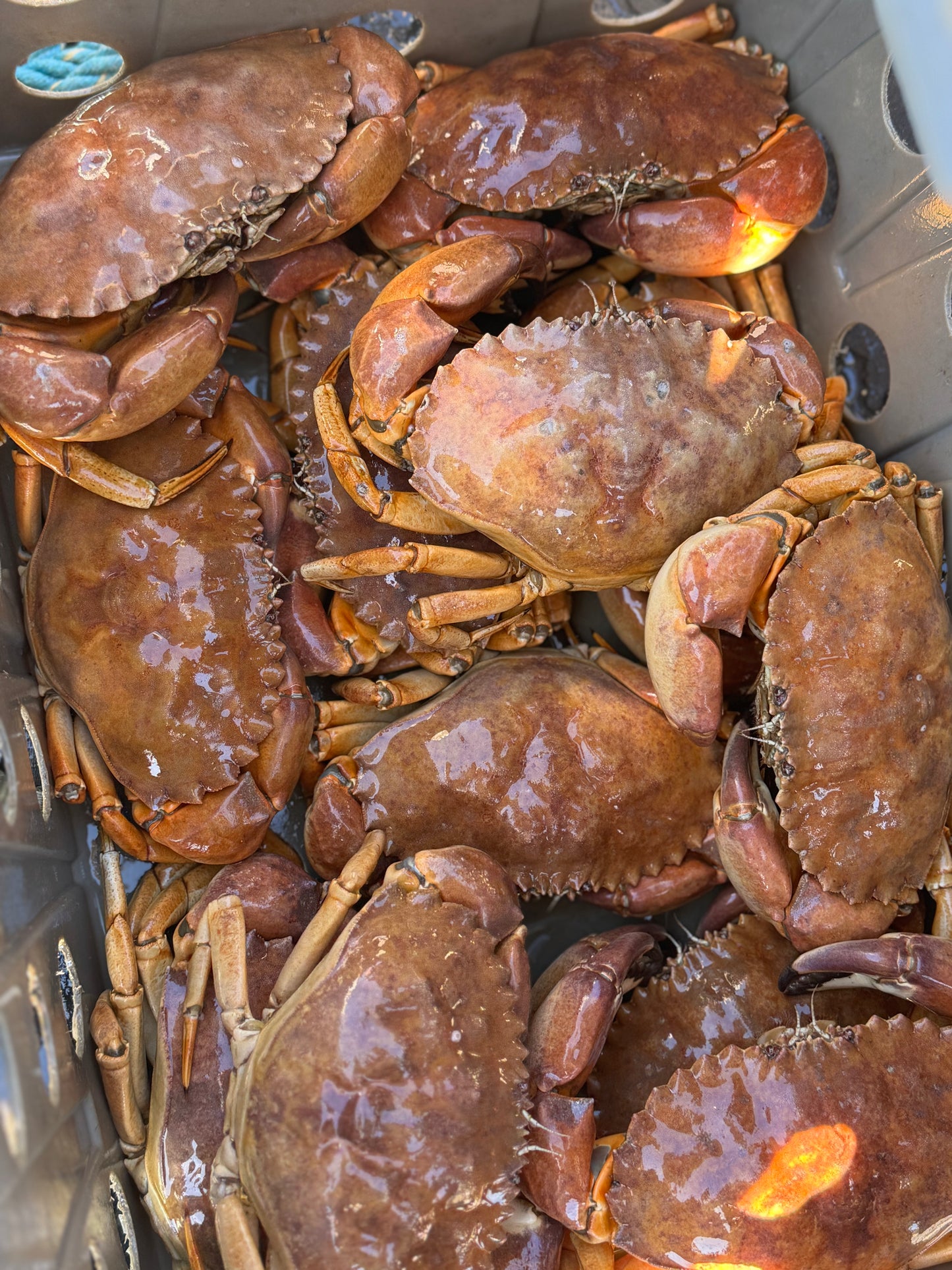 Rock Crab (1.5-2lb)