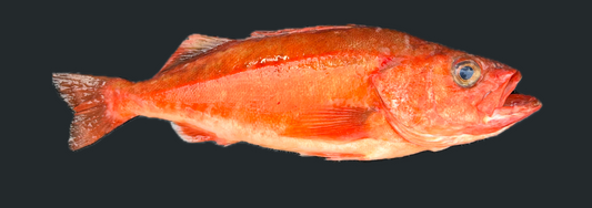 Chilipepper Rockfish
